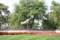 Centennial Moose